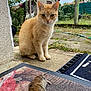 cat, ginger_cat, rodent, mouse, doormat, porch, outdoor, yard, grass, concrete, building, fence, plant, nature, animal, pet, curious, sitting, quiet, daylight