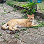 cat, ginger_cat, outdoor, stone_path, greenery, plants, relaxed, animal, pet, nature, grass, leaf, resting, feline, side_view, garden, daylight, quiet, calm, wildlife