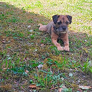 Tignasse participe au concours pour gagner de l'argent avec cette photo : dog, brown_dog, grass, outdoor, nature, pet, animal, laying_down, garden, sunlight, shadow, fur, small_dog, canine, plant, leaf, moss, ground, daylight, relaxing