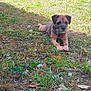 dog, brown_dog, grass, outdoor, nature, pet, animal, laying_down, garden, sunlight, shadow, fur, small_dog, canine, plant, leaf, moss, ground, daylight, relaxing
