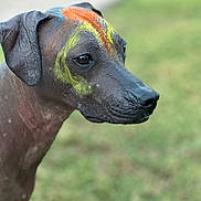 Xena joined the competition — help win amazing prizes! dog, paint, outdoor, grass, portrait, animal, canine, close_up, colorful, head, skin, ears, snout, pet, nature, daylight, focus, expression, texture, background_blur