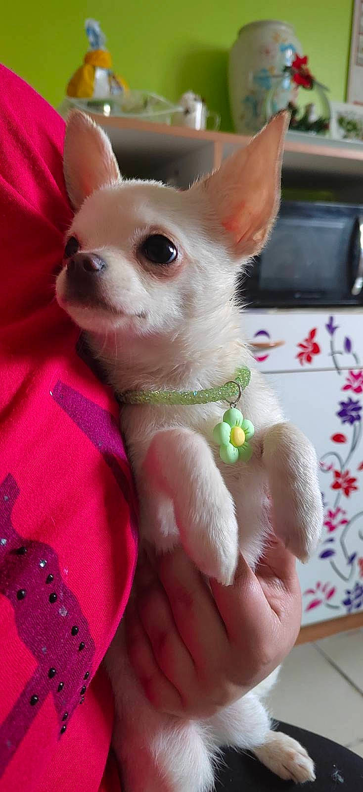 Lily