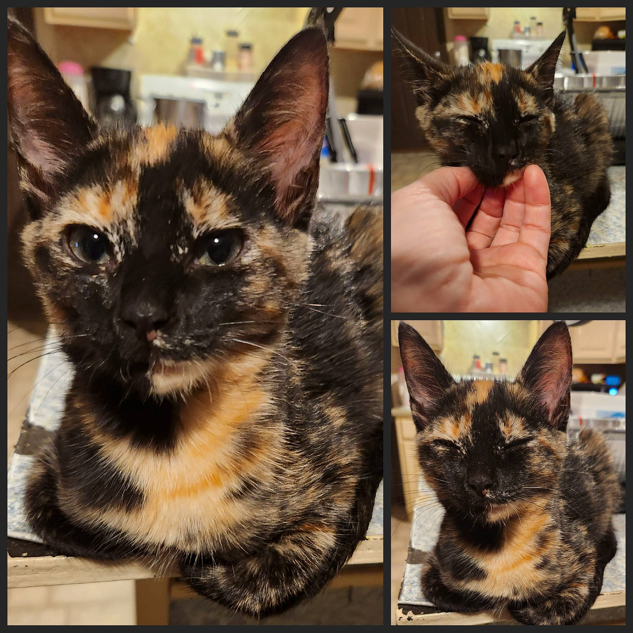 Cookie is registered to the contest to win money with this photo: art, box, carnivore, cat, domestic_short_haired_cat, ear, fawn, felidae, fur, paw, photo_caption, photograph, rectangle, small_to_medium_sized_cats, snapshot, snout, tail, vertebrate, whiskers, wildlife