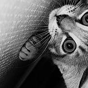 Gyzmo a rejoint le concours — aidez-le/la à gagner de superbes lots ! cat, close_up, black_and_white, whiskers, curious, wide_eyes, feline, pet, animal, portrait, texture, indoor, soft_light, face, paw, striped, tabby, cute, exploration, intense_gaze