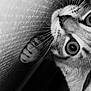 cat, close_up, black_and_white, whiskers, curious, wide_eyes, feline, pet, animal, portrait, texture, indoor, soft_light, face, paw, striped, tabby, cute, exploration, intense_gaze