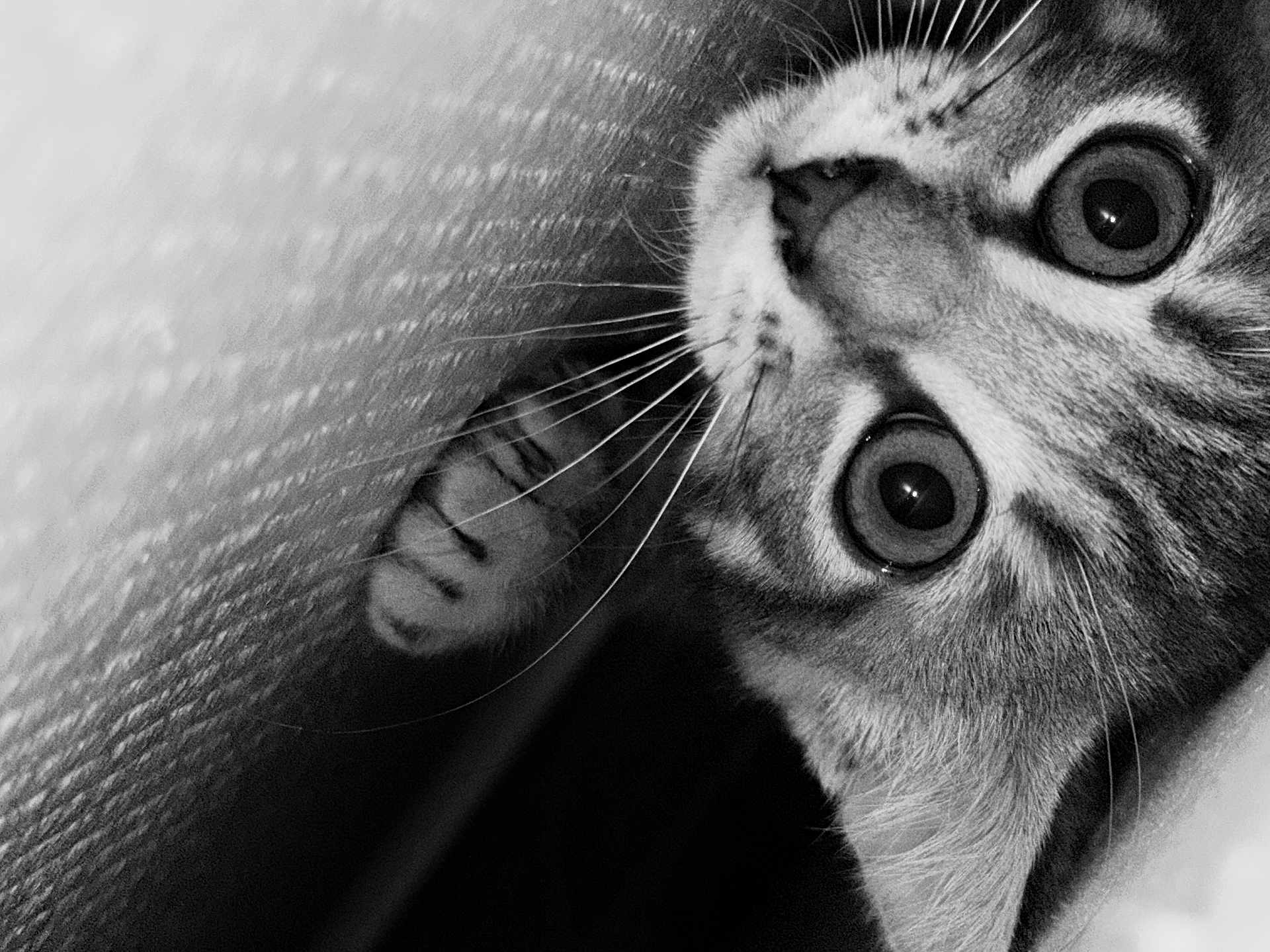 Gyzmo a rejoint le concours — aidez-le/la à gagner de superbes lots ! cat, close_up, black_and_white, whiskers, curious, wide_eyes, feline, pet, animal, portrait, texture, indoor, soft_light, face, paw, striped, tabby, cute, exploration, intense_gaze