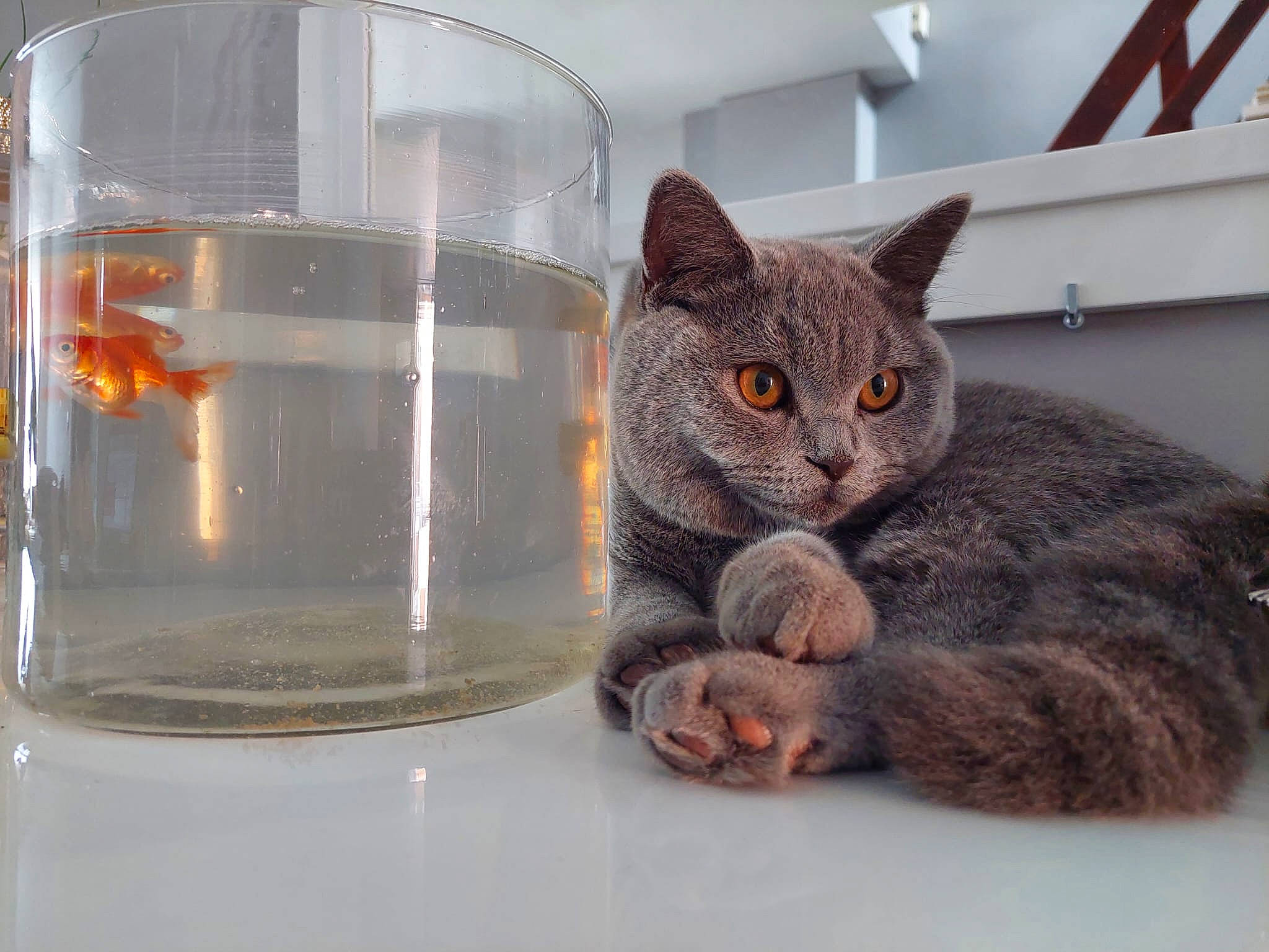 Fuji a rejoint le concours — aidez-le/la à gagner de superbes lots ! carnivore, cat, cat_supply, domestic_short_haired_cat, drinkware, fawn, felidae, fur, glass, grey, paw, pet_supply, russian_blue, small_to_medium_sized_cats, tail, transparency, vertebrate, water, whiskers, window