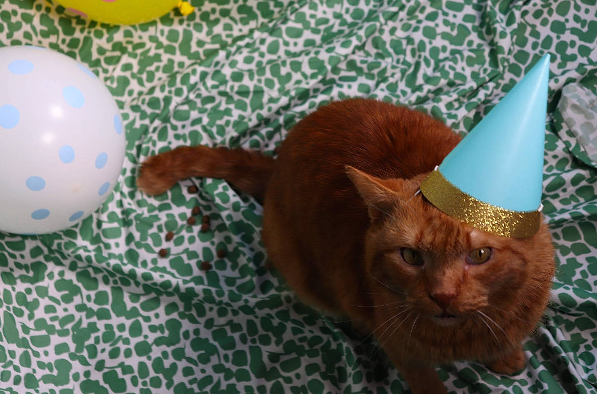 Lewis joined the competition — help win amazing prizes! carnivore, cat, circle, cone, costume_hat, domestic_short_haired_cat, fawn, felidae, flooring, fur, hat, pattern, small_to_medium_sized_cats, snout, tail, toy, tree, whiskers