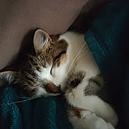 Candice a rejoint le concours — aidez-le/la à gagner de superbes lots ! animal, blanket, brown, cat, comfort, cozy, cute, domestic, feline, fur, indoor, paw, pet, relaxation, resting, sleeping, snuggled, soft, teal, whiskers