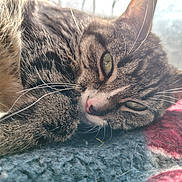 Amara joined the competition — help win amazing prizes! blanket, cat, close_up, cozy, cute, domestic_animal, ear, fur, green_eyes, indoor, muzzle, nose, paw, pet, portrait, relaxing, sleepy, sunlight, tabby_cat, whiskers