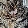 Amara is registered to the contest to win money with this photo: cat, close_up, cozy, domestic_animal, eyes_closed, feline, fur, indoor, macro, muzzle, nap, pet, pink_nose, portrait, sleeping, soft_texture, striped, tabby_cat, whisker_detail, whiskers