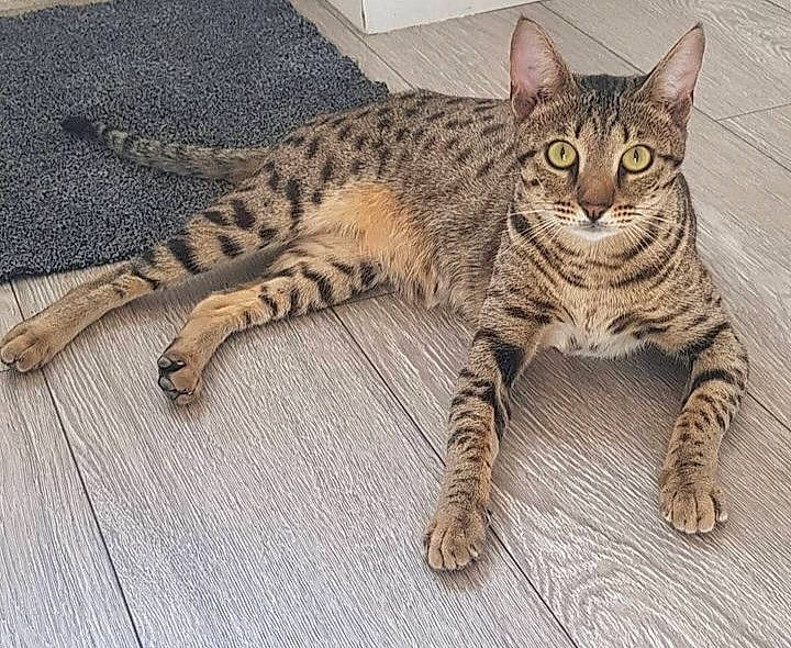 Zari joined the competition — help win amazing prizes! carnivore, cat, claw, domestic_short_haired_cat, felidae, foot, fur, paw, sitting, small_to_medium_sized_cats, snout, tail, terrestrial_animal, whiskers, wildlife, wood