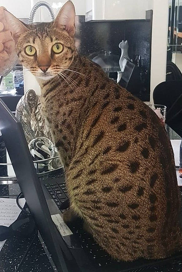 Zari is registered to the contest to win money with this photo: big_cats, carnivore, cat, domestic_short_haired_cat, felidae, fur, metal, pattern, sitting, small_to_medium_sized_cats, snout, terrestrial_animal, whiskers, wildlife