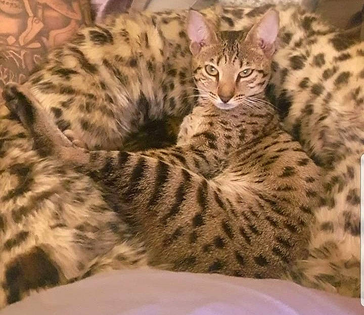 Zari is registered to the contest to win money with this photo: big_cats, carnivore, cat, fawn, felidae, fur, pattern, small_to_medium_sized_cats, snout, terrestrial_animal, vertebrate, whiskers, wildlife