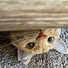 cat, upside_down, whiskers, carpet, curious, peeking, ears, nose, close_up, wood, texture, pet, animal, feline, indoor, cute, playful, eyes, fur, resting