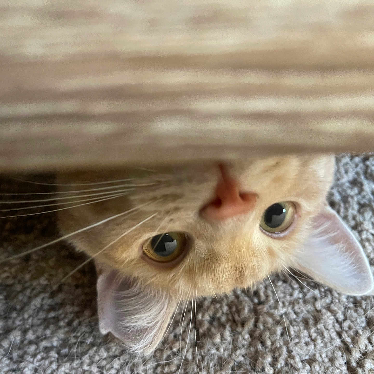 Costello is registered to the contest to win money with this photo: cat, upside_down, whiskers, carpet, curious, peeking, ears, nose, close_up, wood, texture, pet, animal, feline, indoor, cute, playful, eyes, fur, resting