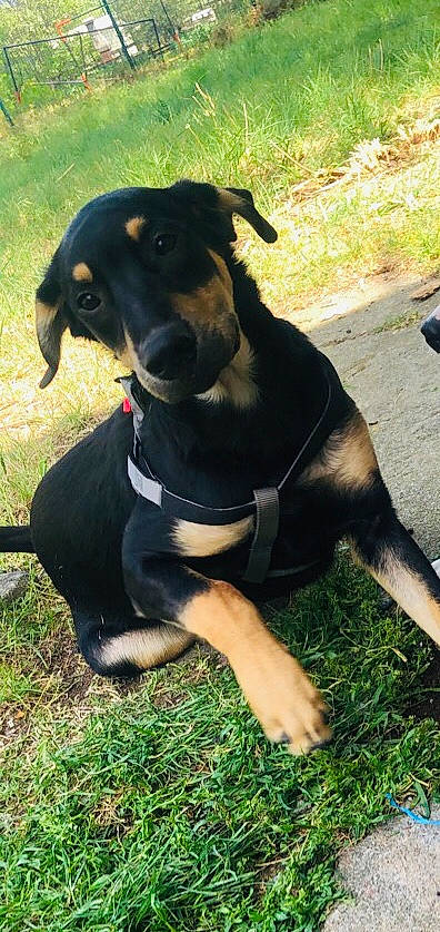 Balou a rejoint le concours — aidez-le/la à gagner de superbes lots ! canidae, carnivore, collar, companion_dog, dog, dog_breed, dog_collar, dog_supply, fawn, grass, guard_dog, hunting_dog, personal_protective_equipment, pet_supply, plant, snout, sporting_group, terrestrial_animal, working_animal, working_dog