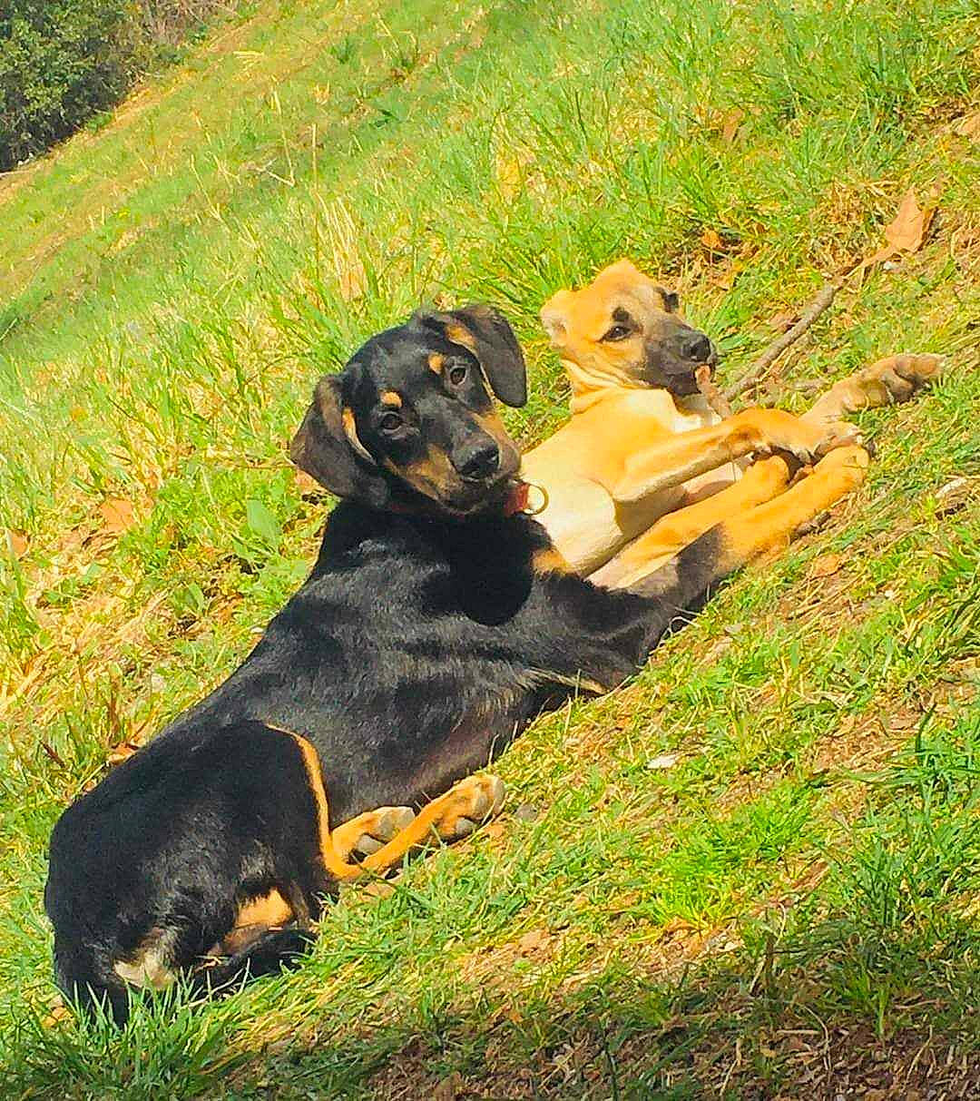 Balou participe au concours pour gagner de l'argent avec cette photo : beaglier, carnivore, companion_dog, dog, dog_breed, grass, grassland, guard_dog, hound, hunting_dog, lithuanian_hound, plant, terrestrial_animal, working_animal, working_dog
