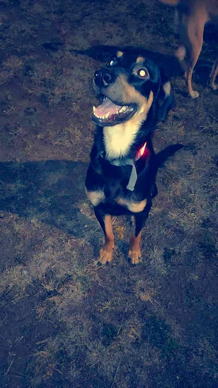 Balou participe au concours pour gagner de l'argent avec cette photo : asphalt, canidae, carnivore, cloud, companion_dog, dog, dog_breed, electric_blue, landscape, meteorological_phenomenon, paw, plant, road_surface, sky, snout, soil, sporting_group, tints_and_shades, working_animal, working_dog