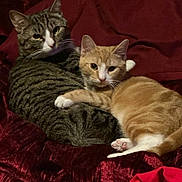 Kirby And Hachi joined the competition — help win amazing prizes! cat, tabby_cat, ginger_cat, cuddling, pets, feline, animal, fur, whiskers, ears, nose, paws, blanket, indoor, resting, cute, companions, cozy, domestic, two_cats