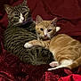cat, tabby_cat, ginger_cat, cuddling, pets, feline, animal, fur, whiskers, ears, nose, paws, blanket, indoor, resting, cute, companions, cozy, domestic, two_cats