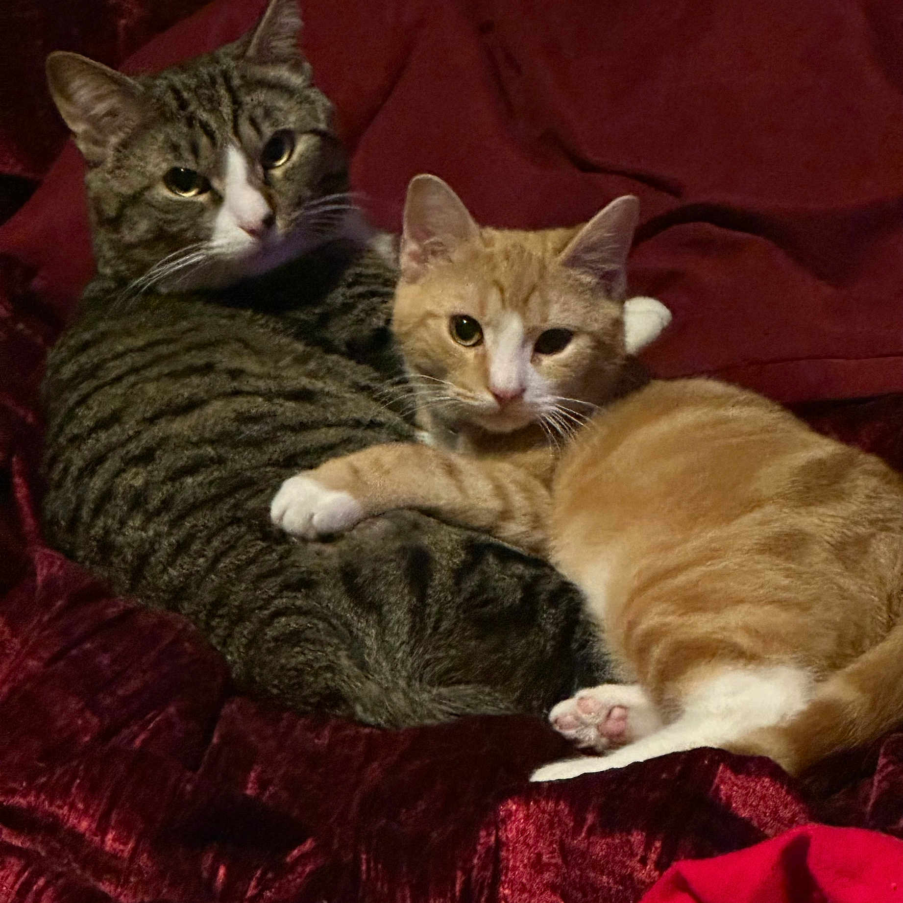 Kirby And Hachi joined the competition — help win amazing prizes! animal, blanket, cat, companions, cozy, cuddling, cute, domestic, ears, feline, fur, ginger_cat, indoor, nose, paws, pets, resting, tabby_cat, two_cats, whiskers