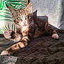 kitten, cat, tabby, paw, tongue, green_eyes, pet, animal, feline, stretching, sunlight, blanket, cushion, indoor, cozy, fur, whiskers, cute, playful, young