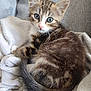 kitten, cat, tabby, fur, whiskers, eyes, pet, animal, cute, sleeping, cozy, blanket, soft, tail, indoor, young, resting, small, cute_animal, feline
