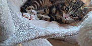 Bounty participe au concours pour gagner de l'argent avec cette photo : kitten, cat, tabby, pet, feline, indoor, cat_bed, soft, cozy, curious, green_eyes, fur, small, cute, resting, animal, whiskers, paws, home, floor