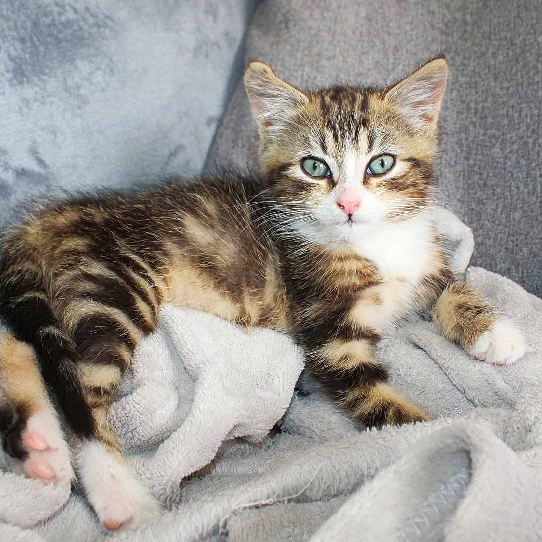 Bounty participe au concours pour gagner de l'argent avec cette photo : animal, blanket, cat, couch, cozy, curious, cute, feline, fur, green_eyes, indoor, kitten, paw, pet, relaxed, resting, soft, tabby, whiskers, young