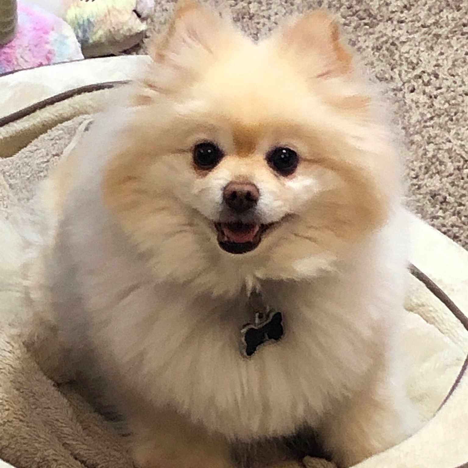 Prince Charming joined the competition — help win amazing prizes! canidae, carnivore, companion_dog, dog, dog_breed, german_spitz, german_spitz_klein, german_spitz_mittel, indian_spitz, japanese_spitz, mammal, non_sporting_group, pomeranian, puppy, skin, snout, spitz, vertebrate, volpino_italiano, whiskers