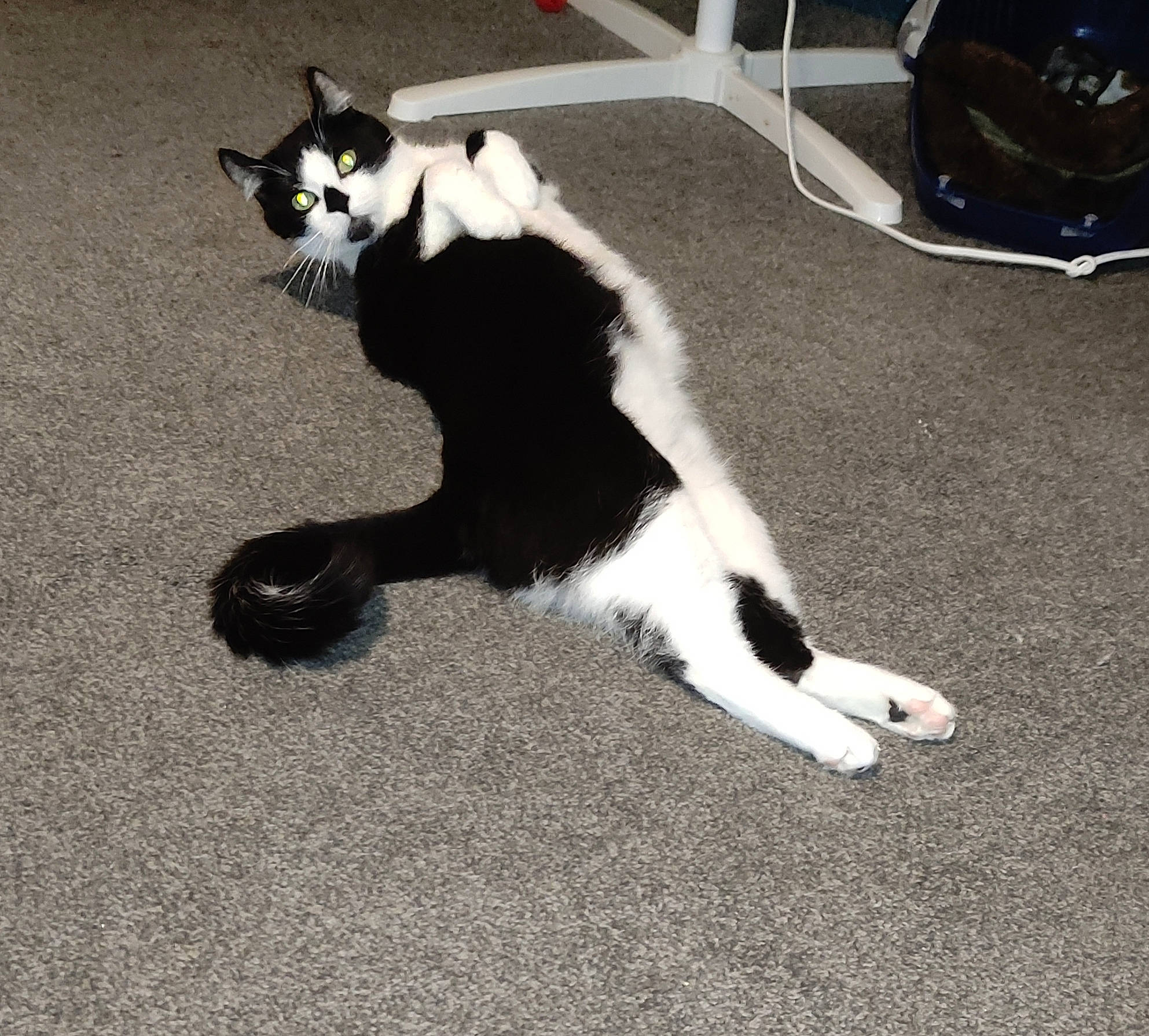 Pip joined the competition — help win amazing prizes! canidae, carnivore, cat, claw, comfort, companion_dog, dog_breed, domestic_short_haired_cat, felidae, flooring, foot, formal_wear, fur, grass, paw, shadow, small_to_medium_sized_cats, tail, terrestrial_animal, whiskers