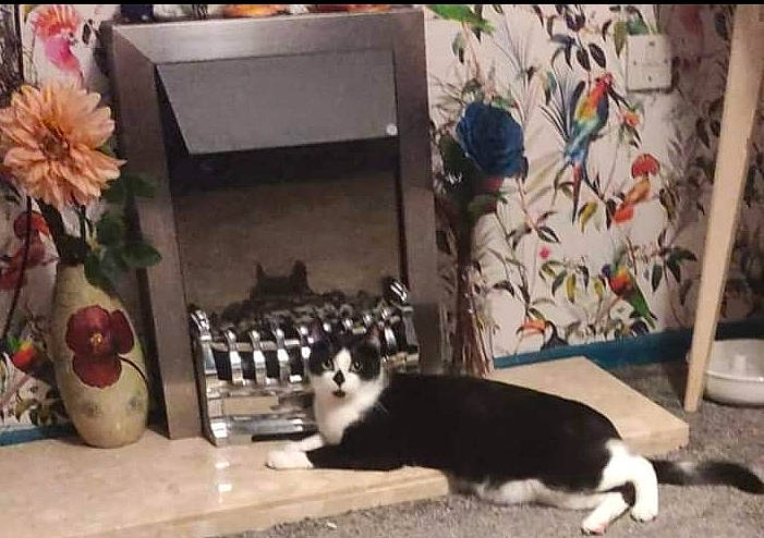 Pip is registered to the contest to win money with this photo: cat, felidae, flooring, flower, fur, petal, plant, rectangle, room, rose, shelving, small_to_medium_sized_cats, snapshot, still_life_photography, tail, whiskers