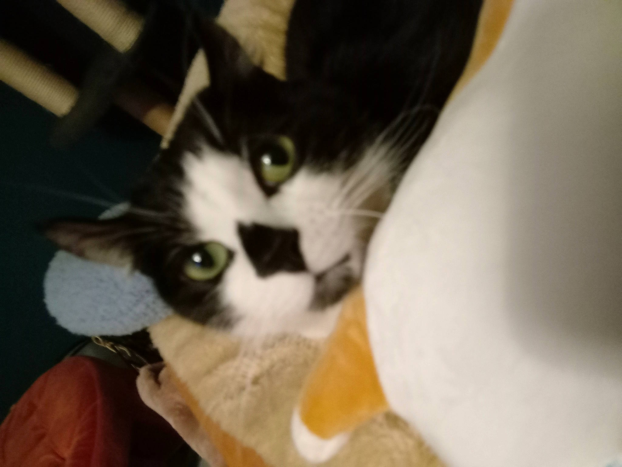 Pip is registered to the contest to win money with this photo: cardboard, carnivore, cat, cat_supply, claw, comfort, domestic_short_haired_cat, eye, felidae, fur, iris, paper_product, paw, small_to_medium_sized_cats, snout, tail, whiskers