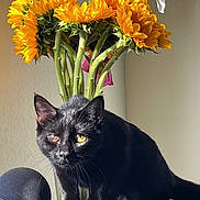 Nikita is registered to the contest to win money with this photo: animal, black_cat, bright, cat, close_up, curious, domestic_cat, ears, feline, flower_bouquet, houseplant, indoor, nature, pet, plant_stems, shadow, sunflowers, table, whiskers, yellow_flowers