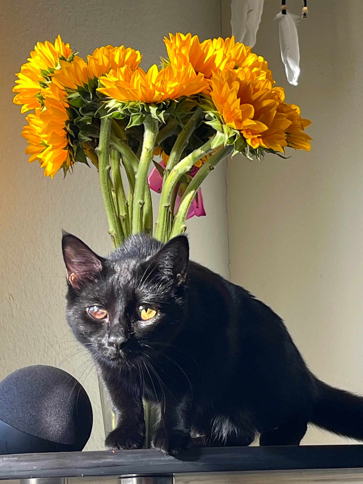 Nikita