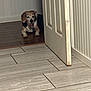dog, indoor, floor, door, wooden_floor, tile_floor, pet, canine, relaxed, lying_down, animal, home, wall, white_wall, resting, collar, domestic_animal, quiet, room, partially_open_door