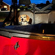 Baby joined the competition — help win amazing prizes! dog, beagle, vehicle, backseat, night, twilight, red, hood, water_droplets, suburban, house, streetlight, outdoor, animal, pet, sitting, curious, reflection, calm, evening