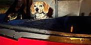 Baby joined the competition — help win amazing prizes! animal, backseat, beagle, calm, curious, dog, evening, hood, house, night, outdoor, pet, red, reflection, sitting, streetlight, suburban, twilight, vehicle, water_droplets