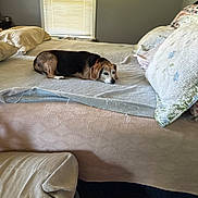 Baby joined the competition — help win amazing prizes! animal, bed, bedroom, blanket, canine, comfort, cozy, curtain, dog, furniture, home, indoor, lying_down, pet, pillow, quiet, relaxation, resting, sleepy, window