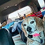 dog, beagle, pet, collar, car_interior, cushion, window, seat, stripes, luggage, crate, plastic_bag, relaxed, animal, transportation, travel, brown, white, black, ears