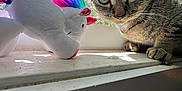 Sammie joined the competition — help win amazing prizes! cat, tabby_cat, pet, window_sill, unicorn_plush, stuffed_toy, green_eyes, close_up, sunlight, window_screen, paw, whiskers, curious, portrait, indoor, vertical_orientation, soft_toy, nose, texture, shadow