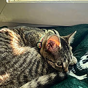 Sammie is registered to the contest to win money with this photo: cat, tabby, pet, sleeping, cozy, sunlight, window, blanket, collar, whiskers, ear, tail, fur, stripes, indoor, close_up, resting, green_blanket, gaze, portrait