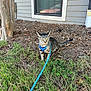 cat, tabby_cat, pet, harness, leash, grass, pine_needles, window, house_siding, tree_trunk, pinecone, outdoors, alert_expression, yellow_eyes, whiskers, tail, ground_cover, building, yard, close_up