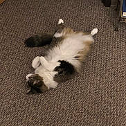 Zeus is registered to the contest to win money with this photo: cat, fluffy_cat, long_hair, pet, animal, feline, lying_down, back, paws_up, white_fur, brown_fur, black_fur, calico, carpet, indoor, home, relaxed, playful, cute, photograph