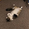 cat, fluffy_cat, long_hair, pet, animal, feline, lying_down, back, paws_up, white_fur, brown_fur, black_fur, calico, carpet, indoor, home, relaxed, playful, cute, photograph