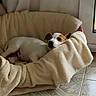 Bandit participe au concours pour gagner de l'argent avec cette photo : dog, sleeping, blanket, bed, cozy, indoors, pet, puppy, relaxed, resting, face, portrait, brown_and_white, short_hair, snout, ears, cushion, bedding, sunlight, home