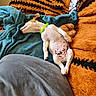 Bandit participe au concours pour gagner de l'argent avec cette photo : puppy, dog, sleeping, belly_up, spotted, white_dog, green_collar, blanket, couch, cozy, indoor, nap, resting, lying_down, paws, floppy_ear, pet, cute, portrait, soft_furnishings