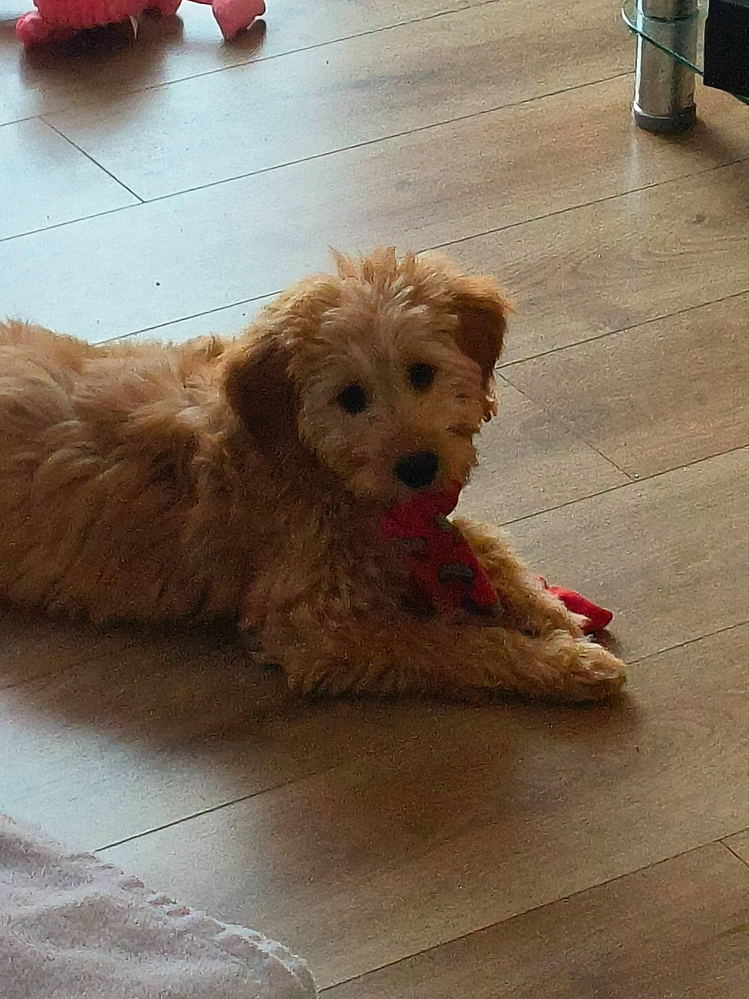 Kara is registered to the contest to win money with this photo: carnivore, companion_dog, dog, dog_breed, dog_collar, fawn, flooring, fur, hardwood, labradoodle, shih_poo, small_terrier, snout, sporting_group, terrier, toy_dog, water_dog, wood, working_animal, yorkipoo