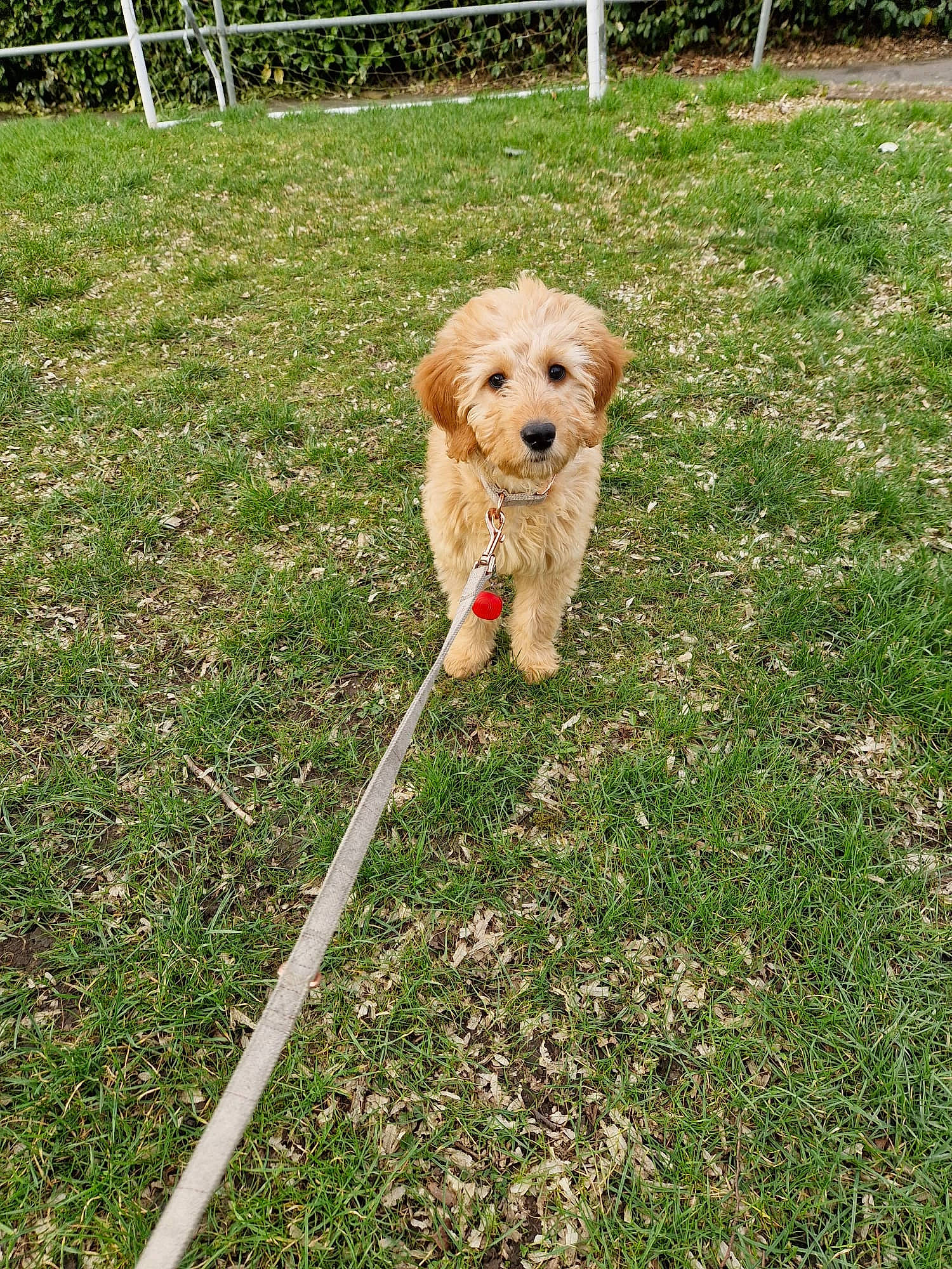 Kara joined the competition — help win amazing prizes! canidae, carnivore, companion_dog, dog, dog_breed, dog_collar, fawn, fence, garden, garden_hose, grass, lawn, leash, pet_supply, plant, sporting_group, terrier, toy_dog, working_animal, yard